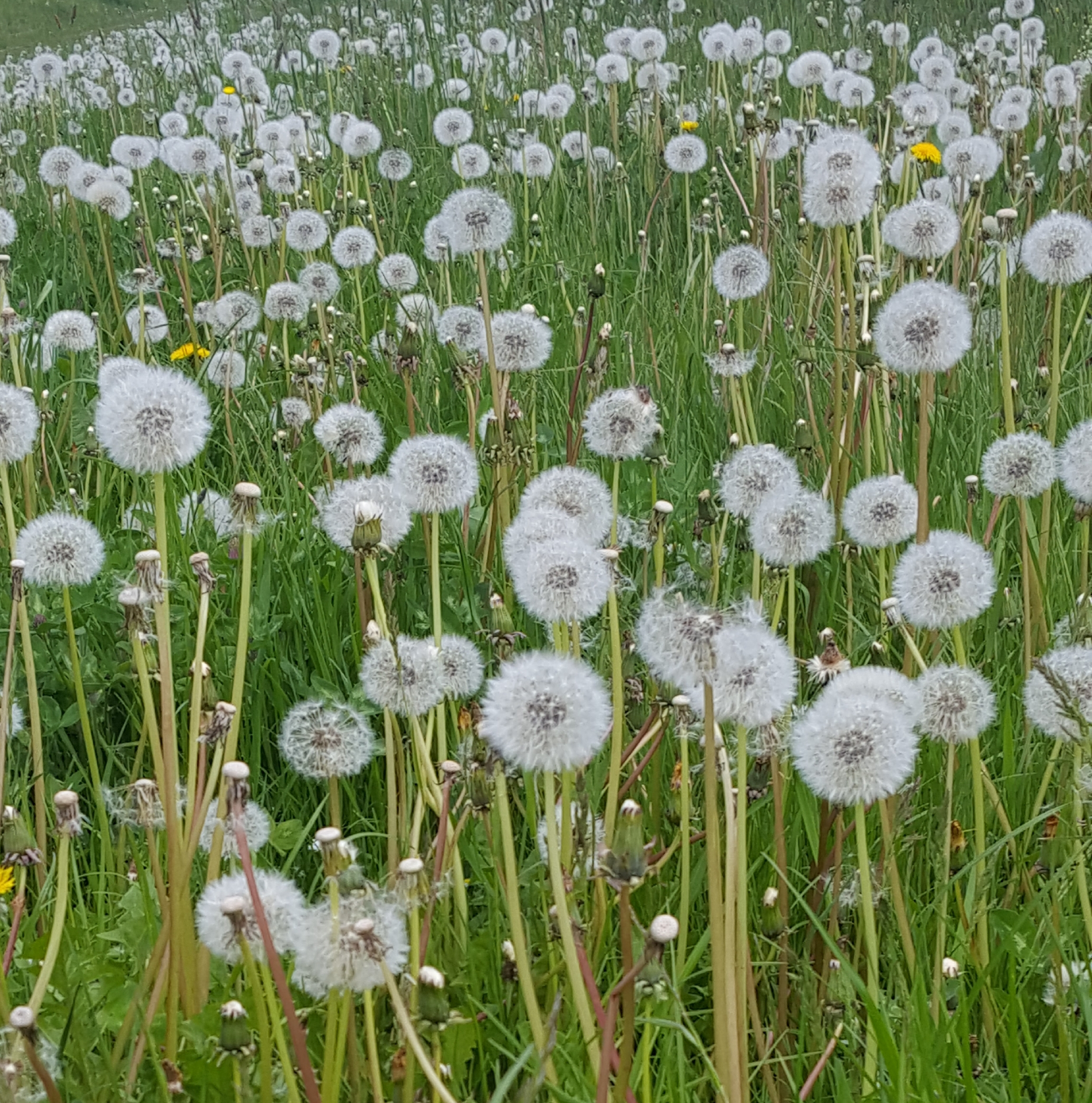 Bild mit Blumen