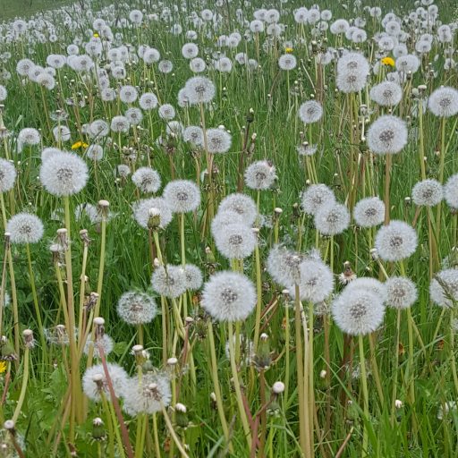 Bild mit Blumen
